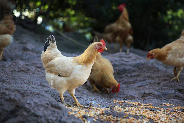 皖南土鸡,又名皖南三黄鸡,宣州鸡,国家地理标志产品,属中型肉蛋兼用型