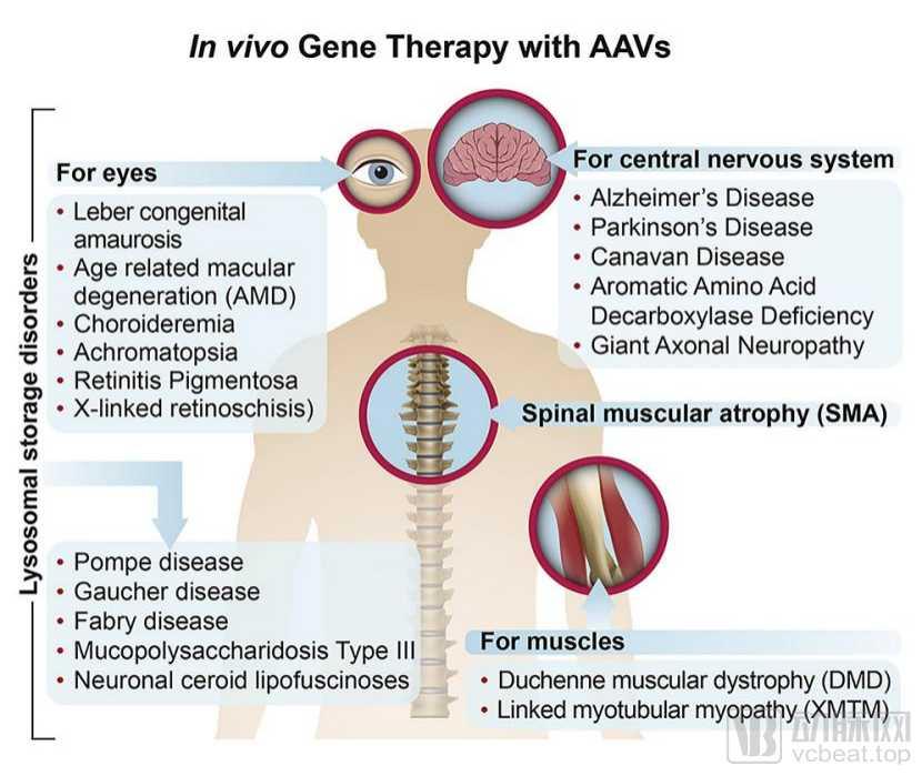 重组AAV基因载体（rAAV）治疗眼部疾病的四大技术瓶颈与解决方案