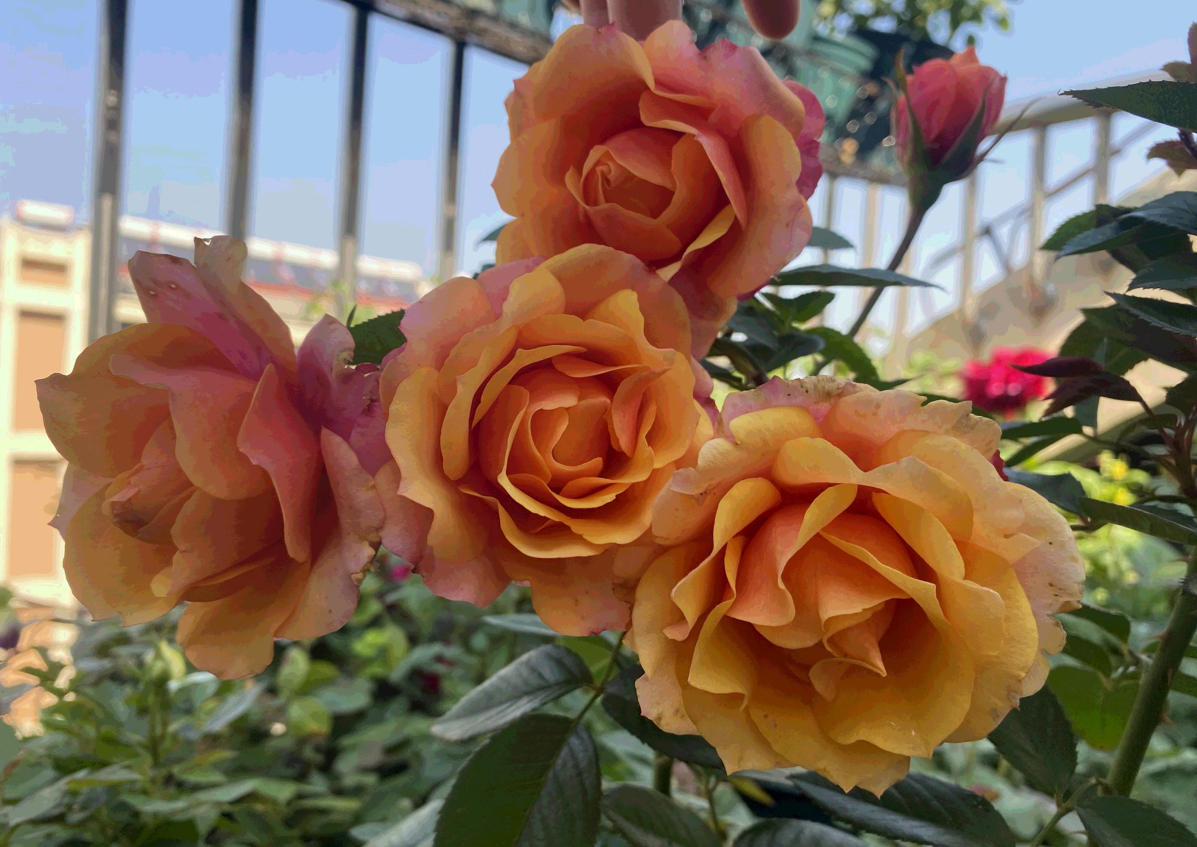 艾帕索月季花（赏花又闻香的盆栽花介绍大全）