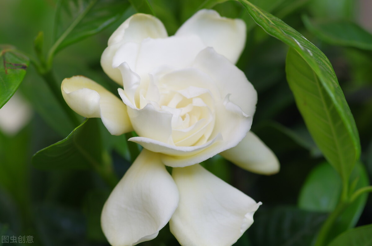 雪魄冰花凉气清，曲阑深处艳精神——栀子花开，清风自来