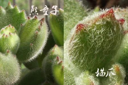 多肉植物呀丨多肉植物种类品鉴,景天专场(一)