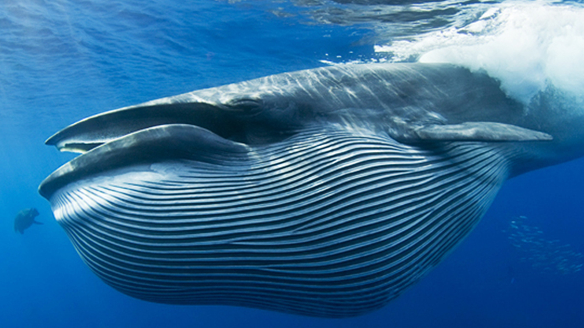 最大的鲸有哪些（盘点地球上最大的10种鲸鱼）