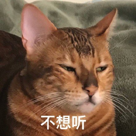 猫咪表情包合集｜我心爱的狗东西在吗？