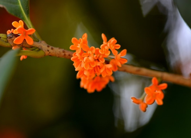 桂花 诗词(浓香满衣袂 不觉桂花开，十五首桂花的诗词，桂花香，秋意浓)