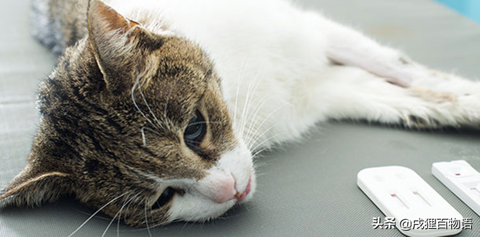 震惊！比猫传腹更可怕的是：误诊猫传腹