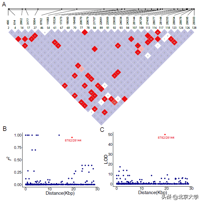 探寻新冠病毒的“生物密码”——北大生命科学学院陆剑课题组开展新冠病毒演化动态研究纪实