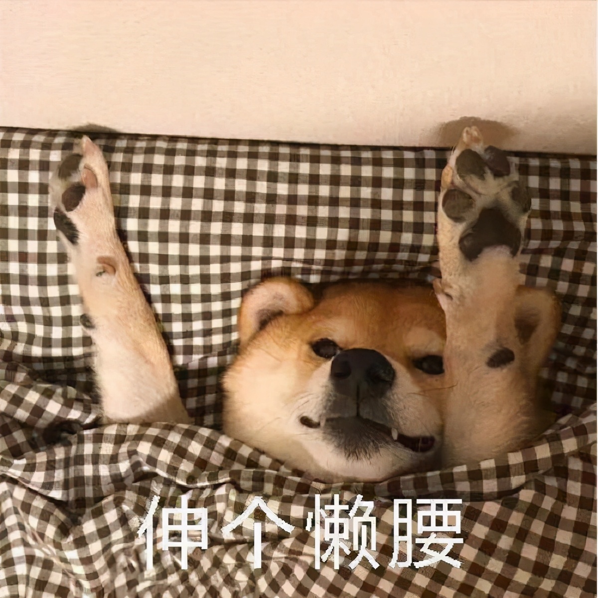 柴犬冬季打工人表情包合集｜不想起床，不想上班