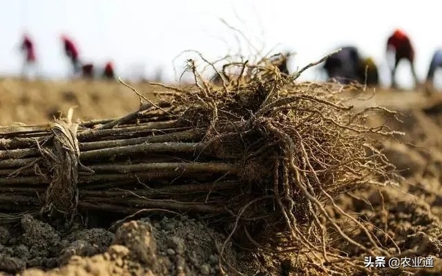 果树种植,果树种植管理方法