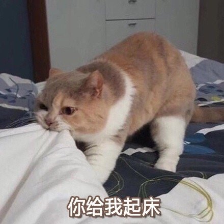 猫咪表情包：我要一个亲亲