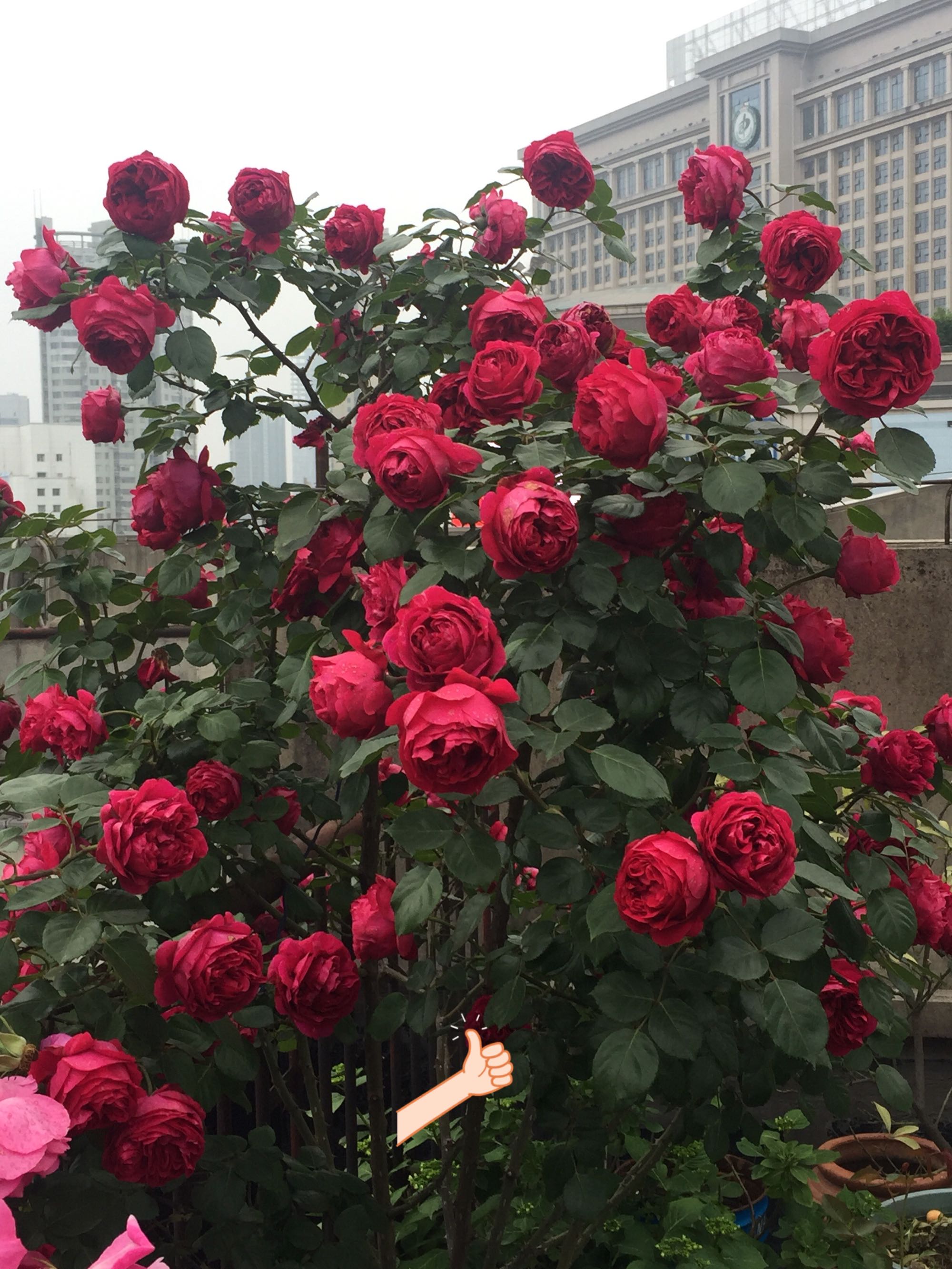 红龙月季的优缺点(红龙月季的养殖方法与好处)