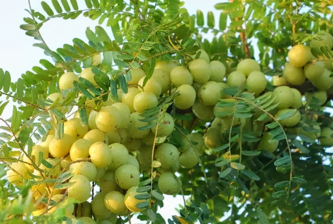 现在提起油柑子,它可是一种大名鼎鼎的"网红水果"