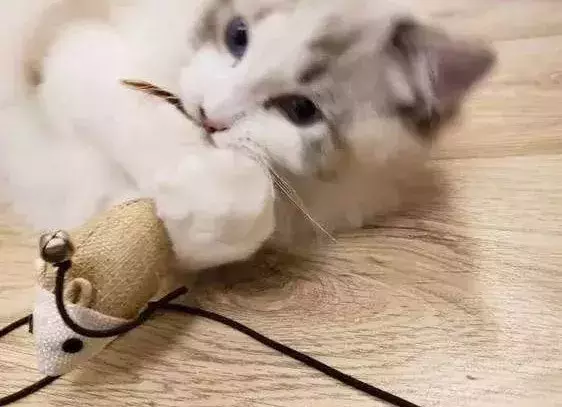 梦到猫,应该如何解梦?