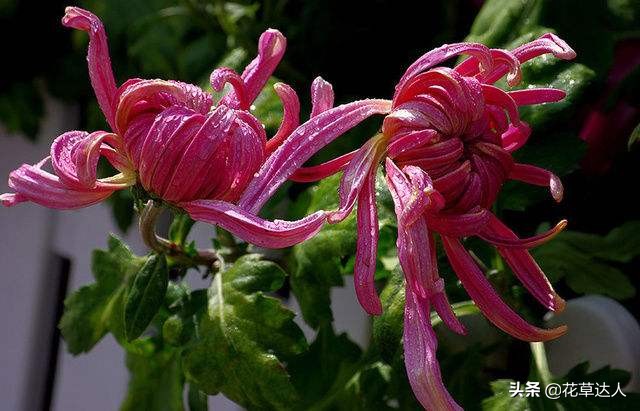 菊花什么季节开（不同颜色的菊花的含意是什么）