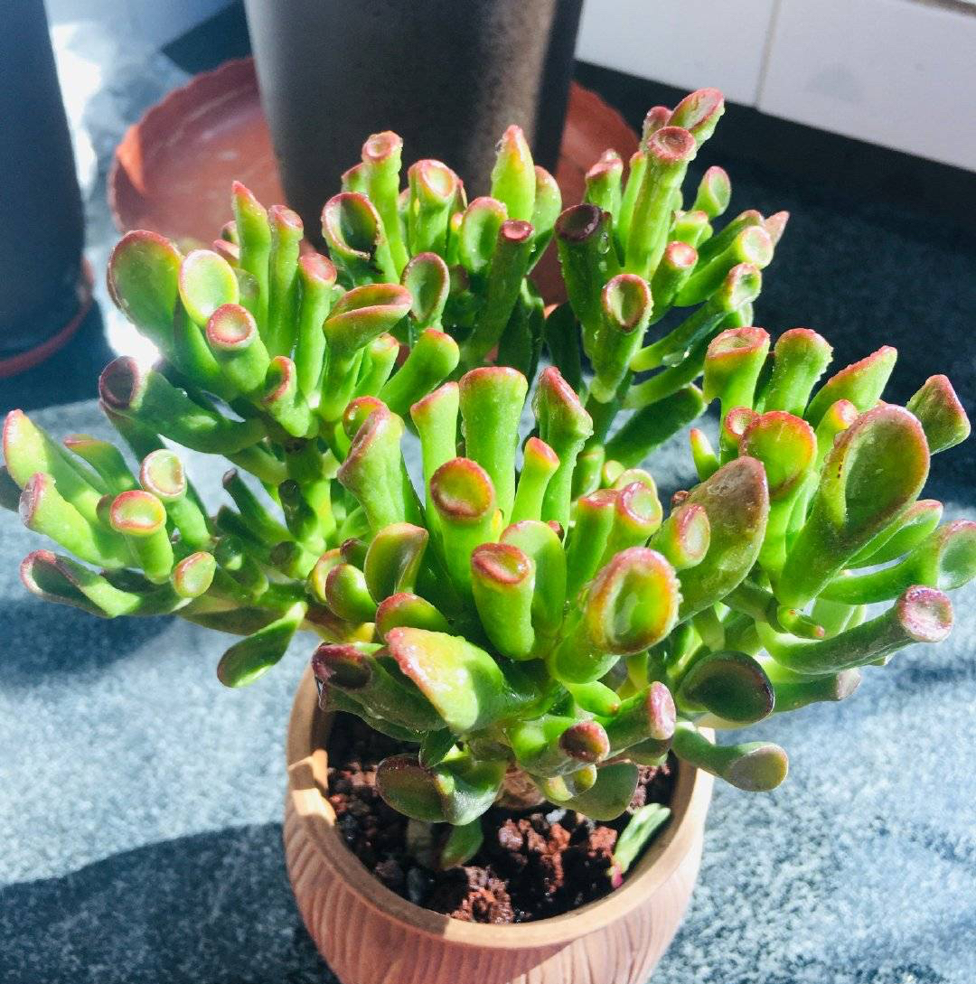 吸财树多肉(吸财树多肉的养殖方法和注意事项)