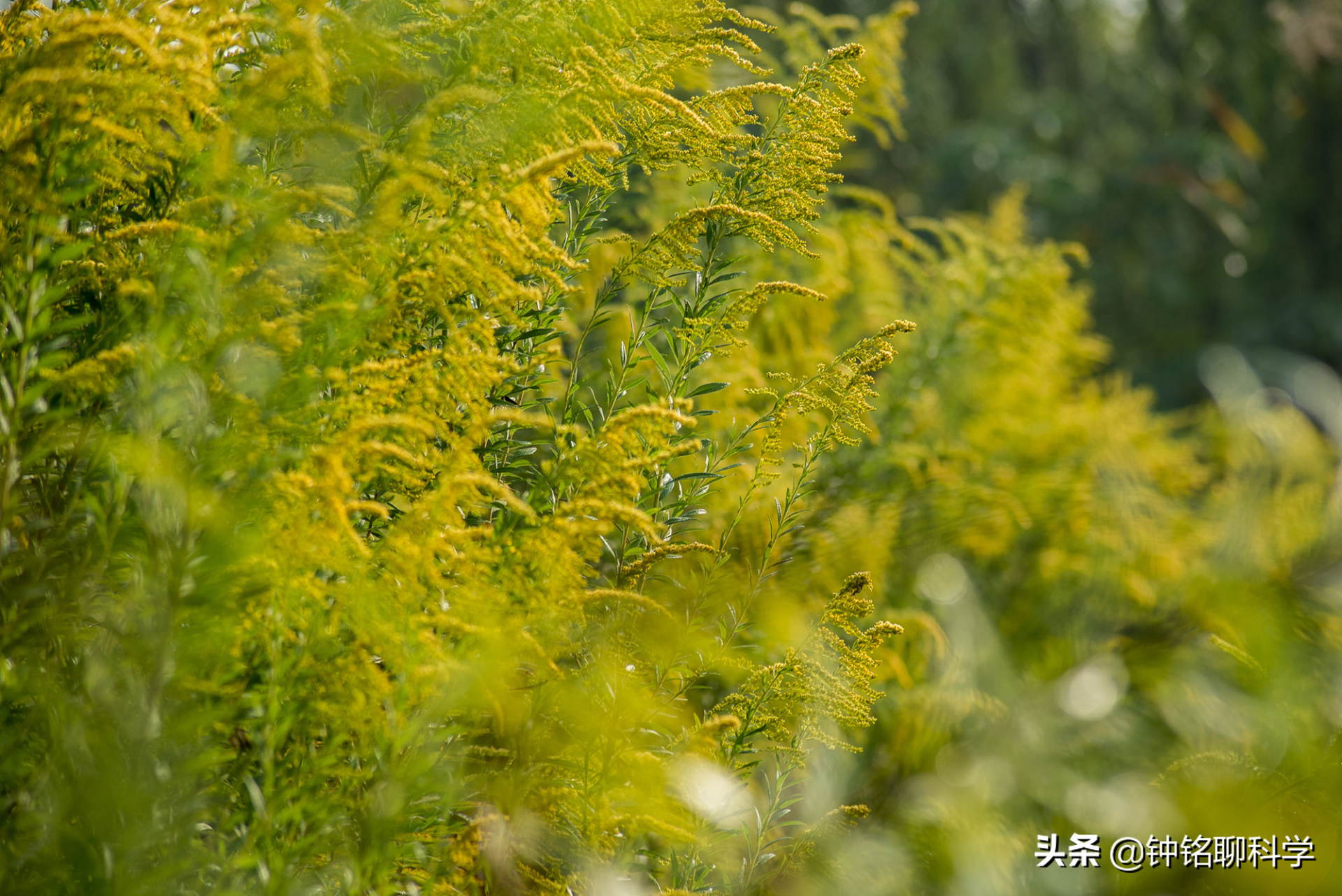 全城“围剿”！加拿大一枝黄花祸害我国多地，为什么这么难控制？