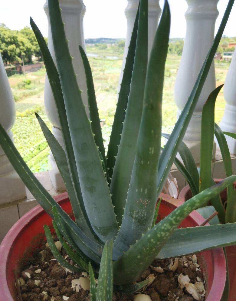 大叶的芦荟怎么养详细介绍「干货」 -骁龙网