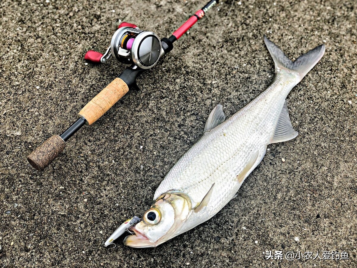 翹嘴魚的學名叫做翹嘴紅鮊,小名叫做:噘嘴魚,翹鮊子,鮊刺魚,白魚,撅嘴