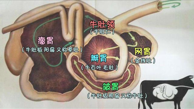 从医学的角度,牛胃总共分为四个胃,有瘤胃,网胃,瓣胃及皱胃