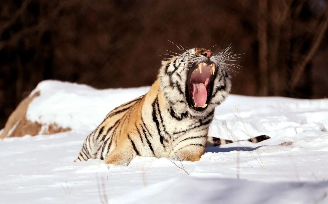 鲁奖作家任林举的新作《虎啸》:揭开野生东北虎的隐秘与传奇