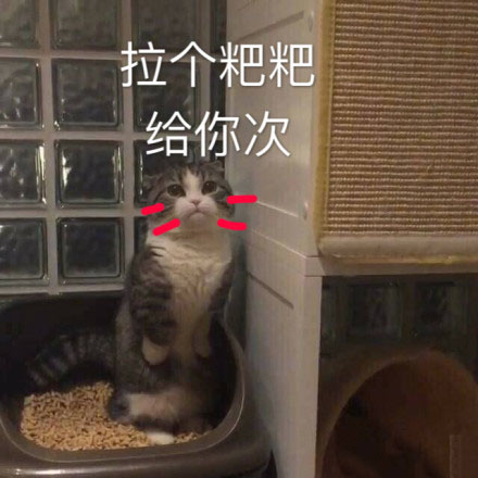 猫咪表情包：这恶心的恋爱味道、