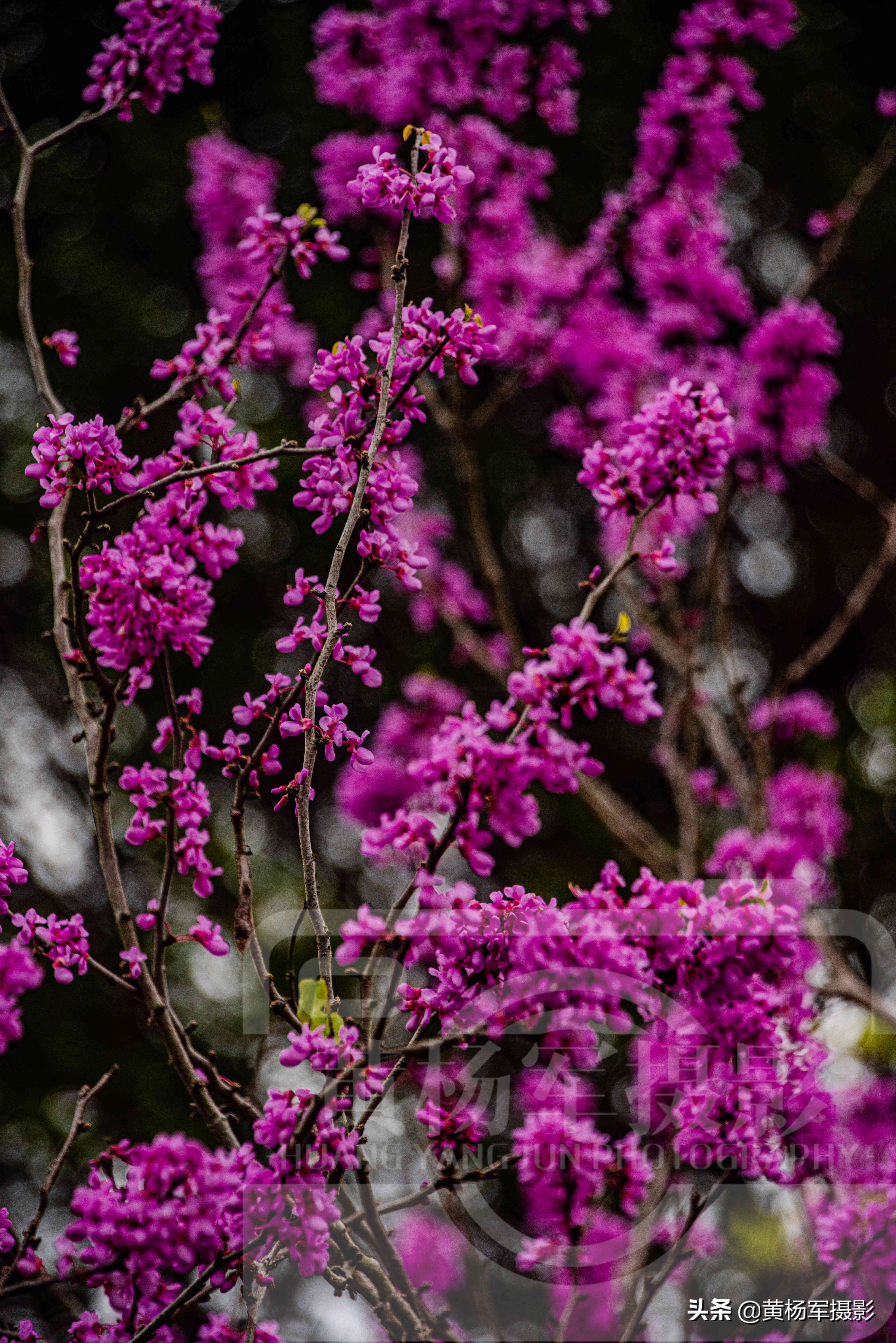 太平峪紫荆花开花时间图片
