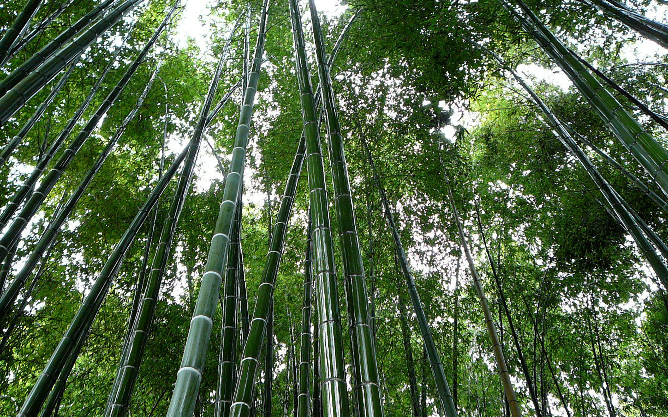 红花山竹子图片