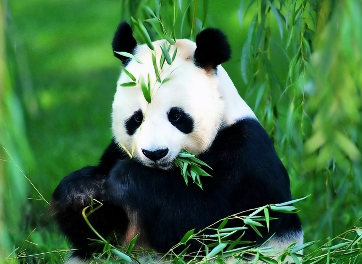 阳气最重的985大学，校长为男生脱单操碎心：多和川大学生交流