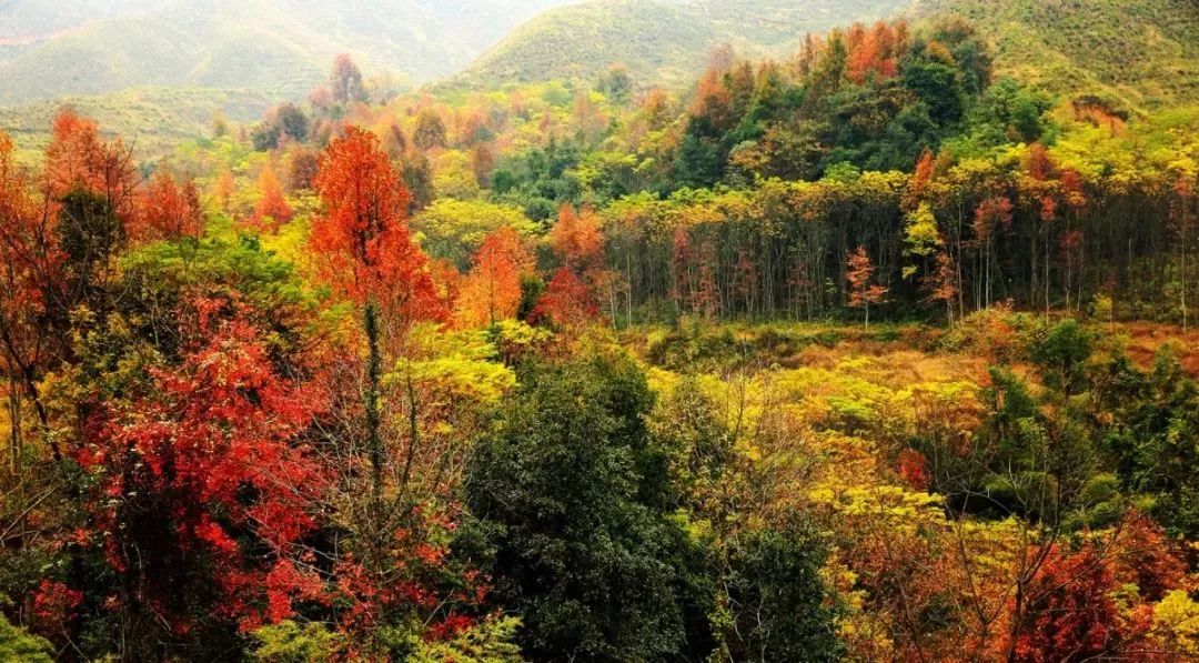 这里秀木成林,云海仙境,竹青茶香,瀑声鸟语…四季风光如诗如画,常年