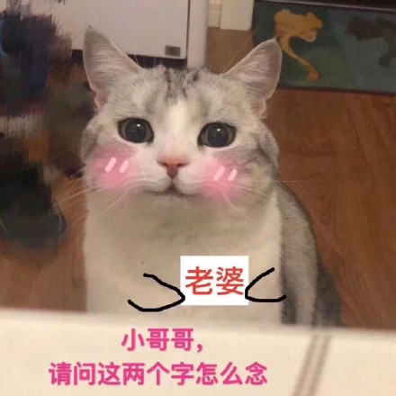 猫咪表情包合集｜你都没有胸，凶什么凶