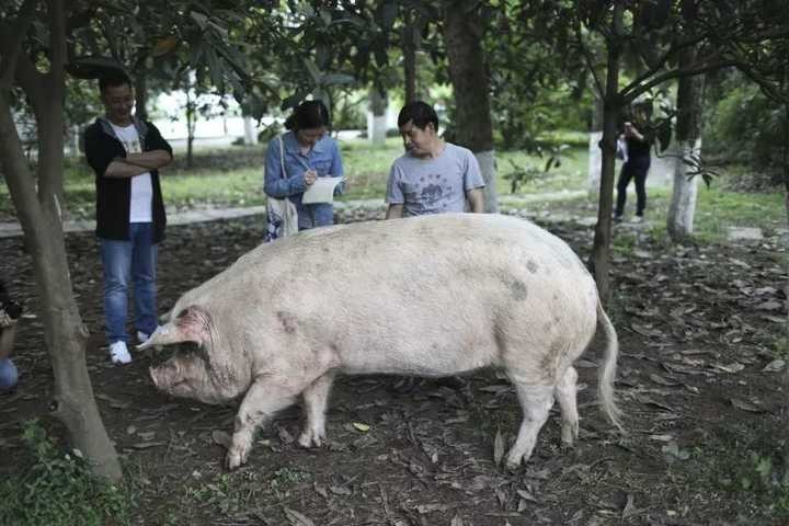 14岁的“猪坚强”离世，何以惊动全国人民？它的一生有多传奇？