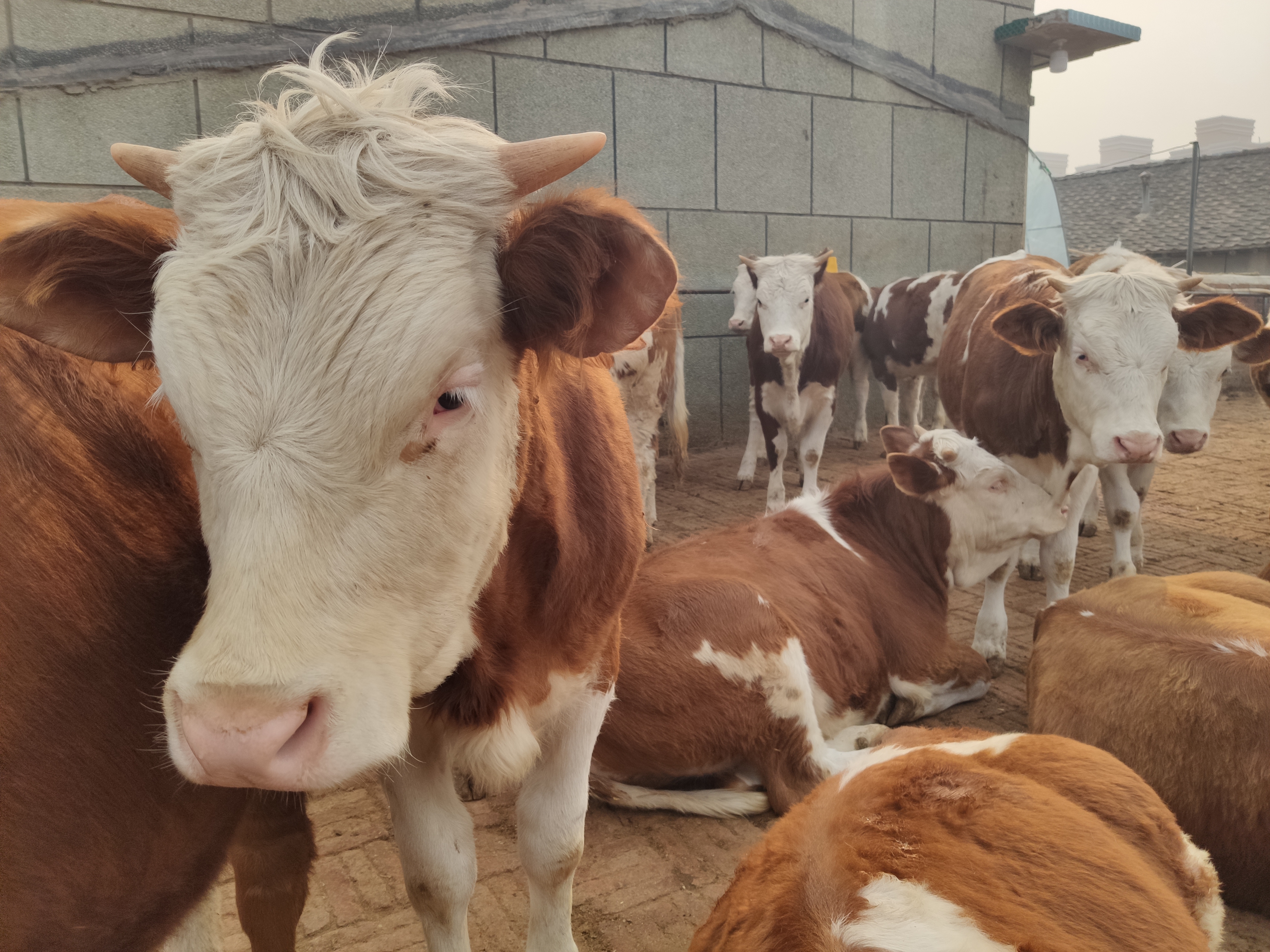 农村人养牛怎么养比较好「科普」 -骁龙网