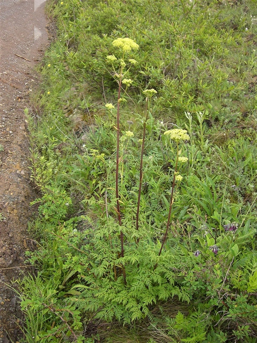 羌活,见过吗?用于风寒感冒头痛,风湿痹痛,肩背酸痛