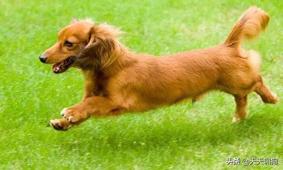打猎什么狗嗅觉最好！十大优秀嗅觉猎犬