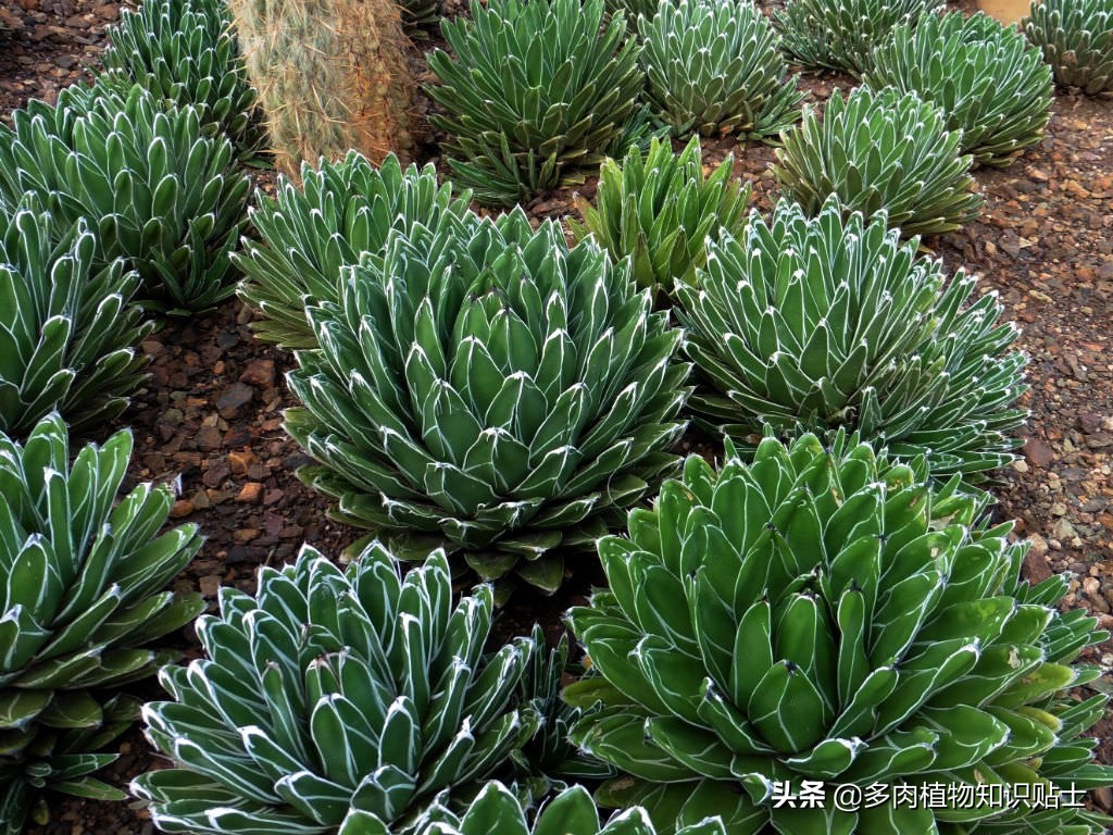10种最耐寒的多肉植物-最耐寒的多肉植物有哪些 - 114知识网