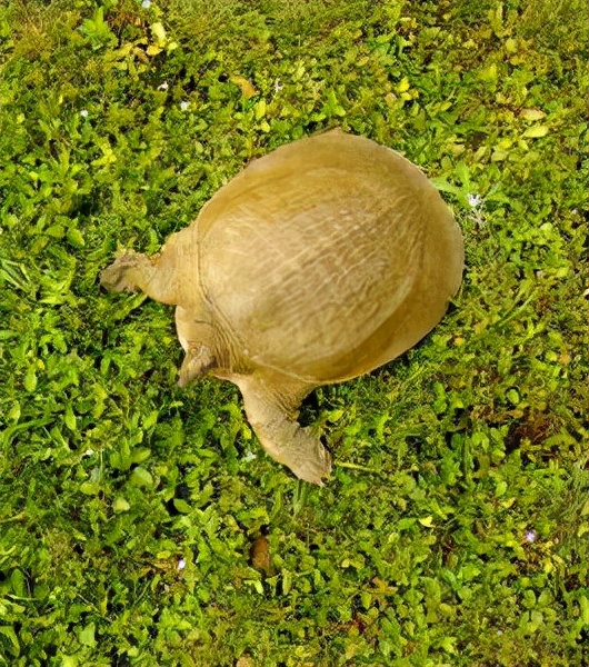 新纪录物种安徽黄山发现黄山马蹄鳖