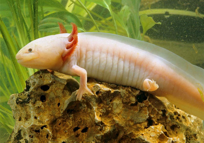 六角恐龙鱼(六角恐龙鱼怎么养)