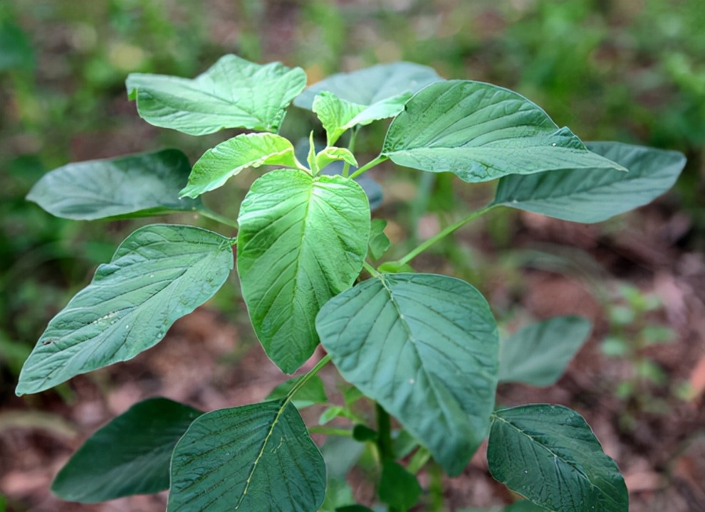 野菜大全图片及名称（图文讲解38种常见的野菜）