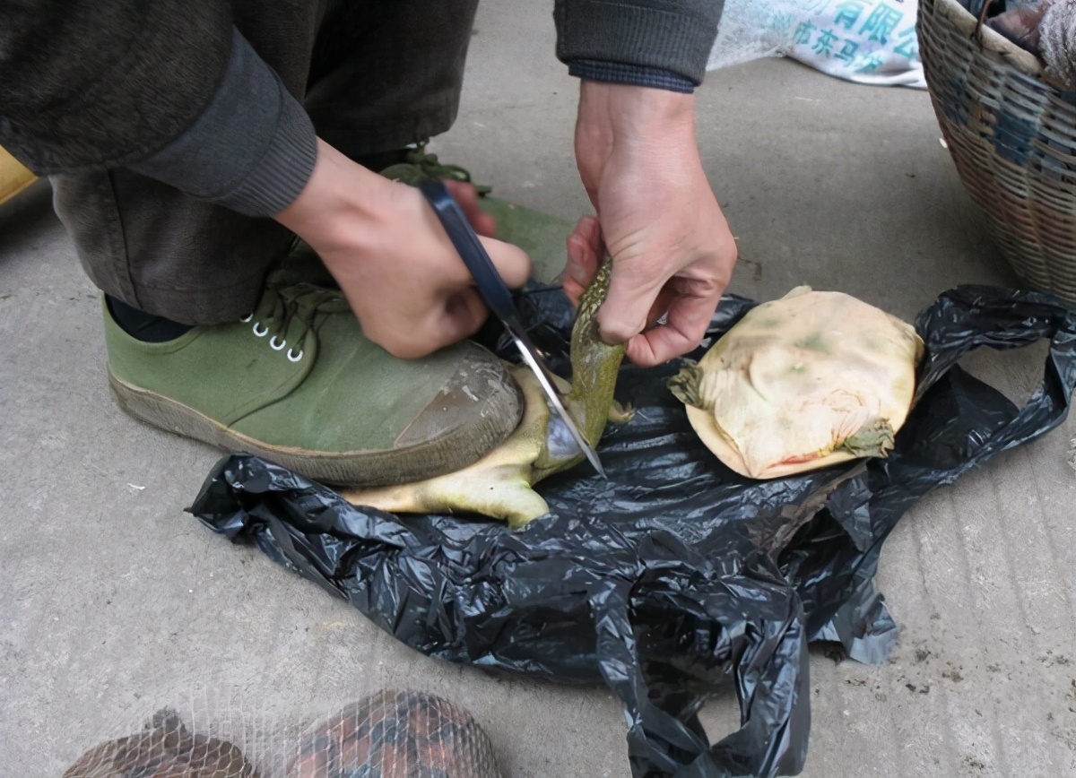 甲魚怎么殺?,甲魚的正確殺法