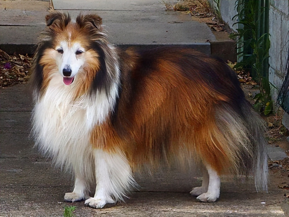 世界犬种智商排名榜前 30 名的聪明狗狗