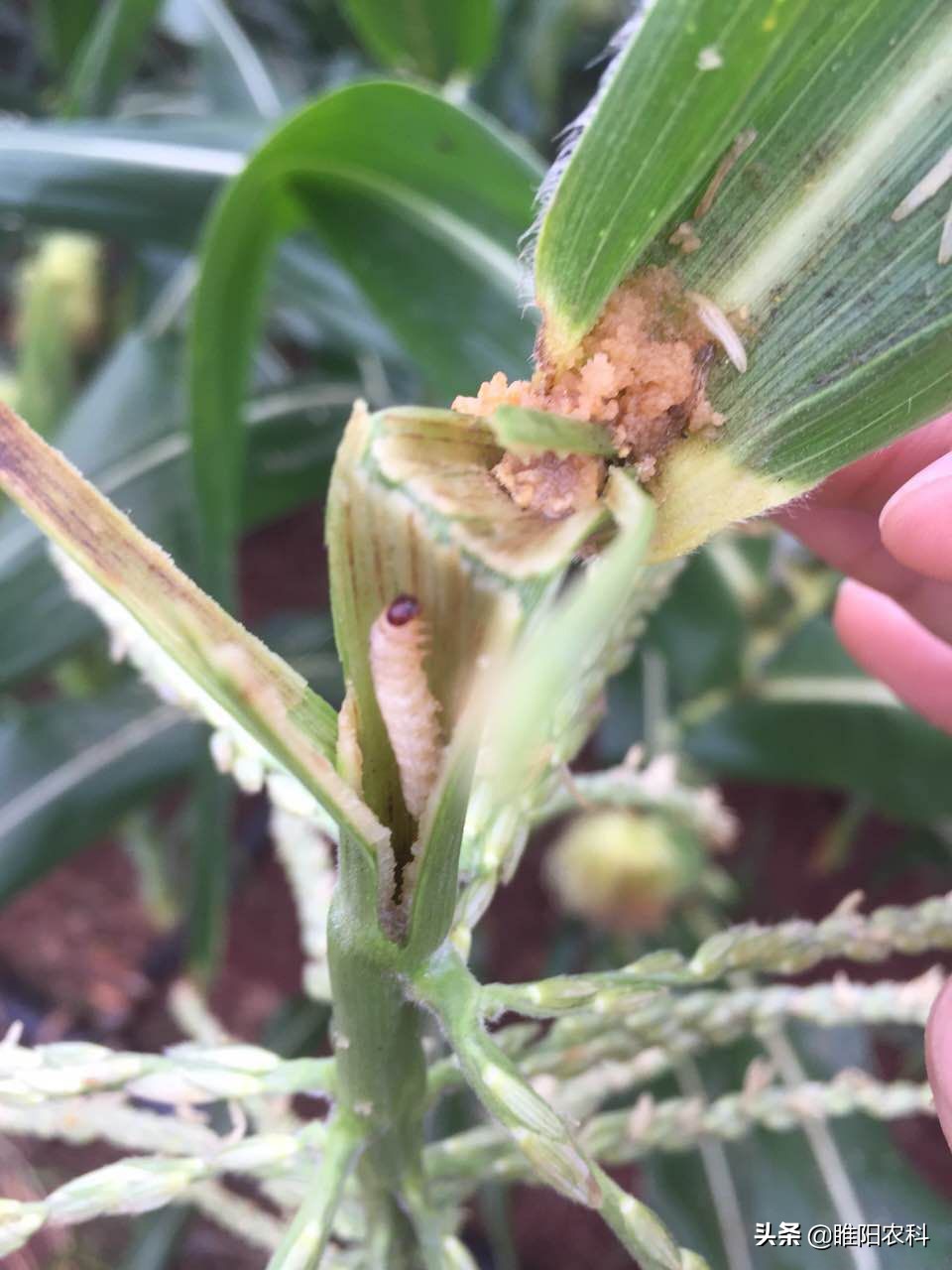 家里有螟蛾怎么处理 -生活知识库-donow知识库