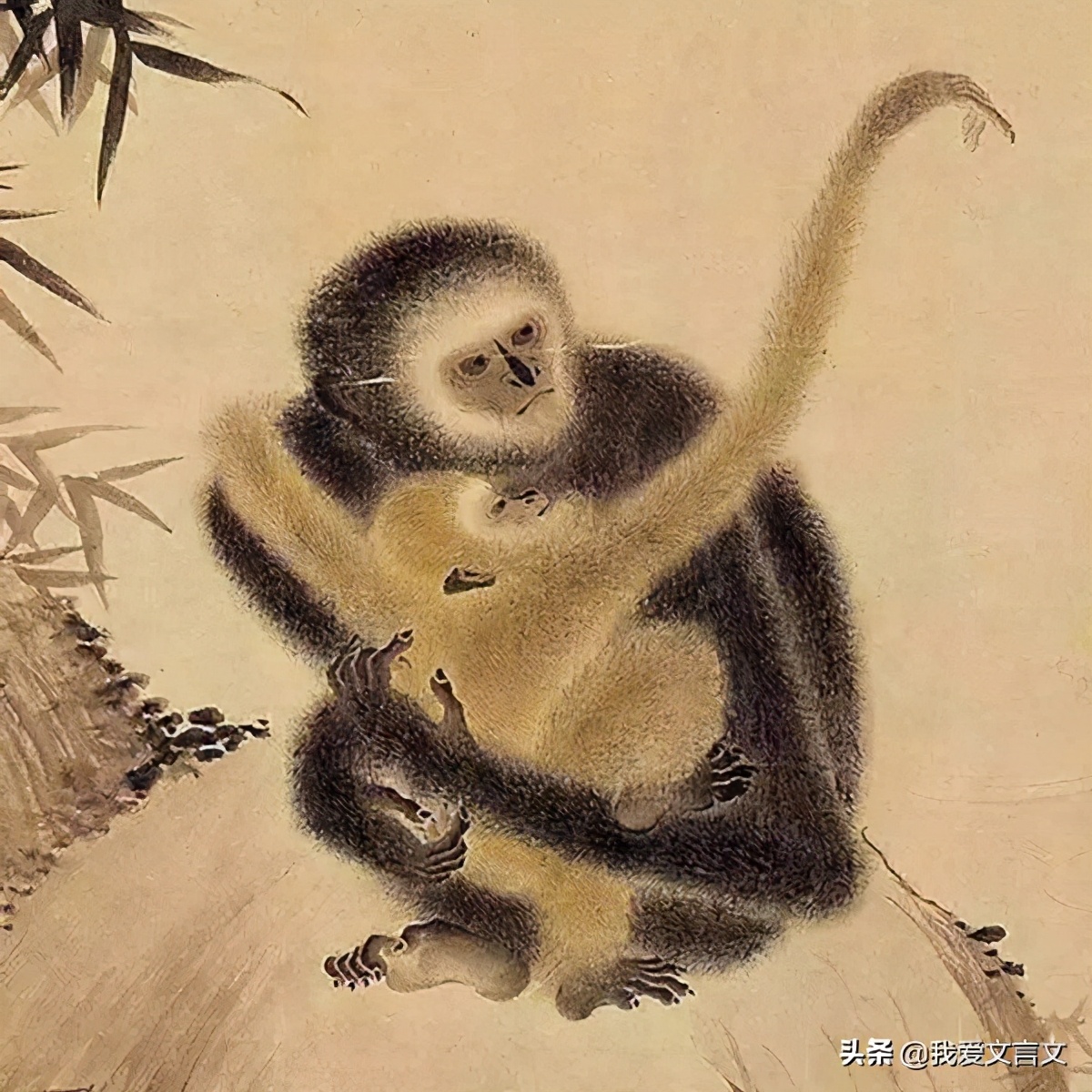 经典文言文赏析｜猿子