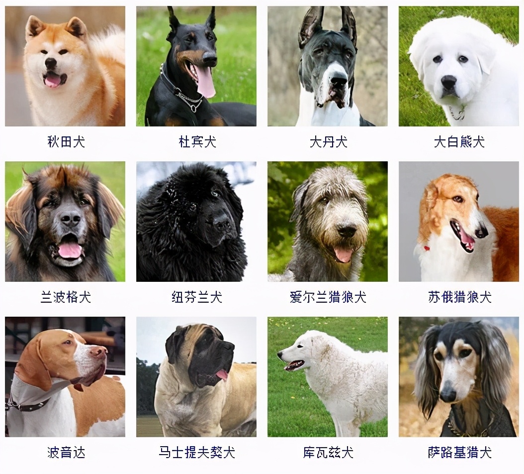 德国大型犬品种大全图片