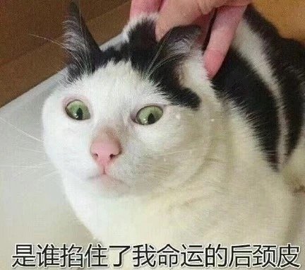 猫咪表情包合集｜我这不是肉，是妈妈的钱