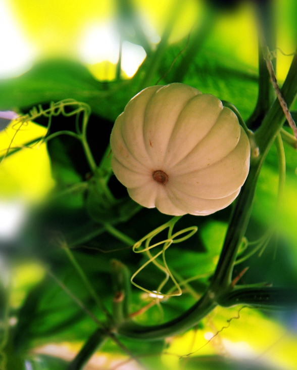 谬恭莫望临邛令,雨后东陵宜种瓜.