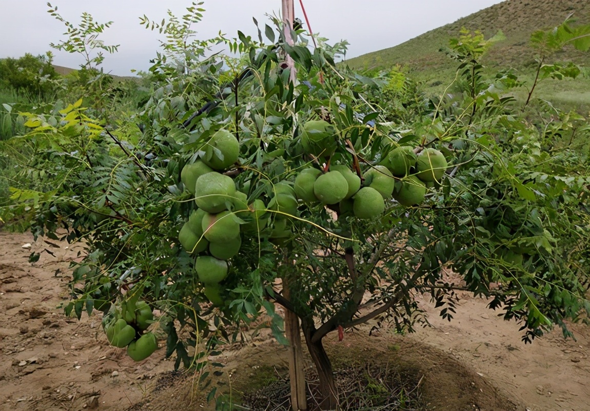 文冠果种子及图片(文冠果的知识科普大全)