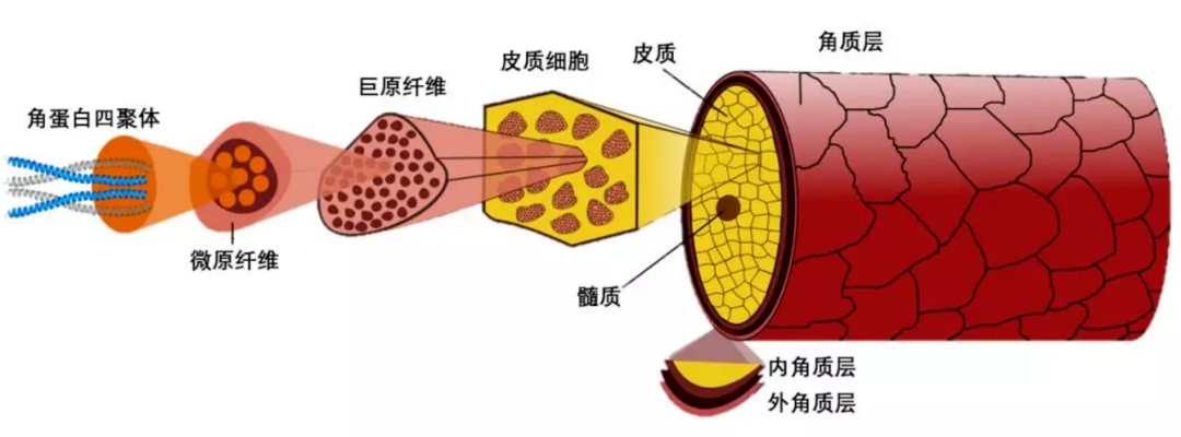 奥运会圣火有哪些作用(奥运圣火为什么能在水下燃烧？| 趣问万物)