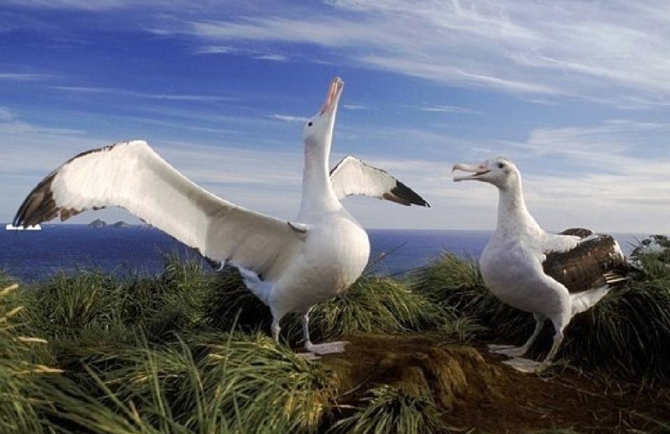 一个月飞行1600公里,大半时间在海上,漂泊信天翁为什么不会累?