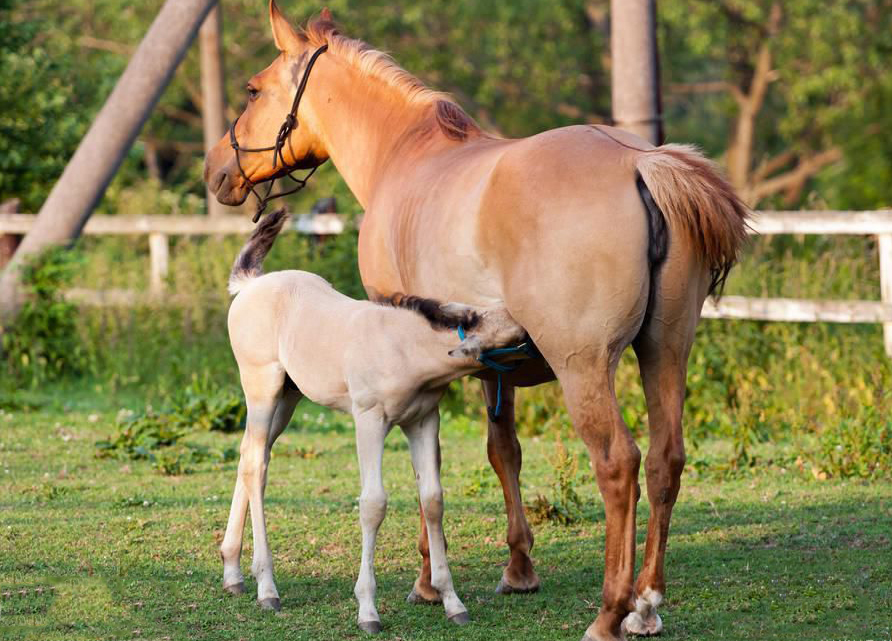 牧誓》称:"牝鸡无晨.