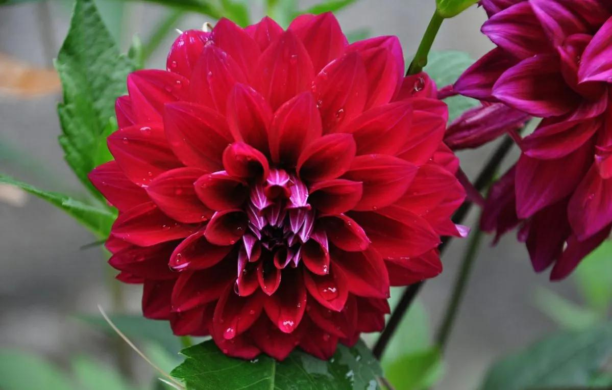 九月开什么花三种九月份开的美丽鲜花大全