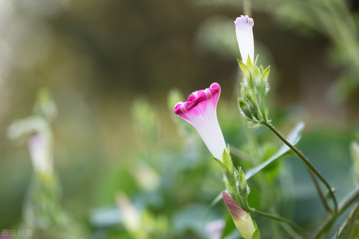 那清晨绽放的牵牛花瓣